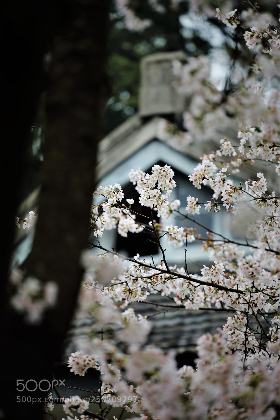 Canon EOS 5D Mark IV sample photo. 武汉 photography
