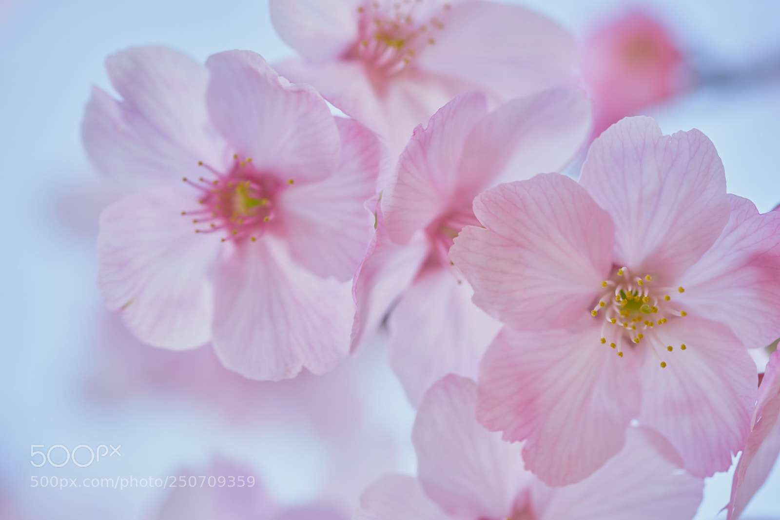 Sony a7 sample photo. Flowers 6312 photography