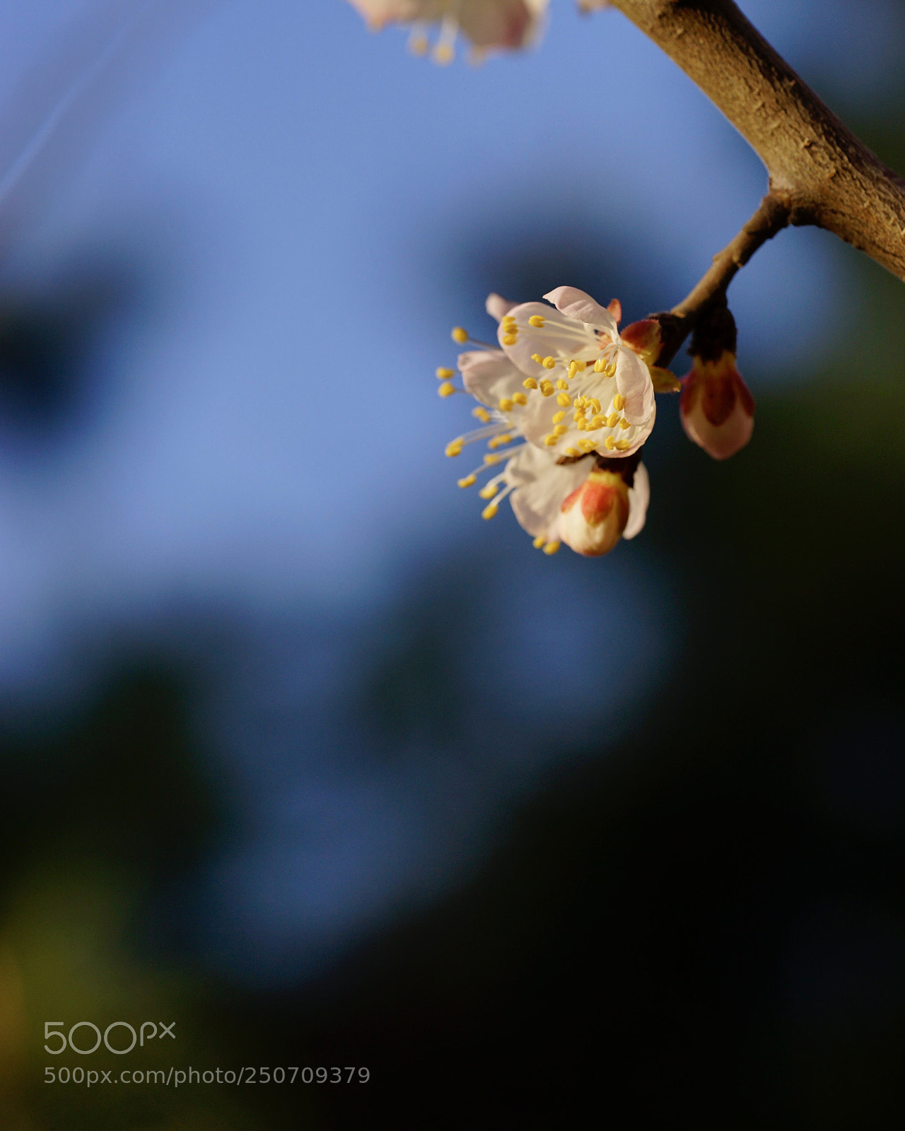 Sony a7 II sample photo. 夕陽映山杏 photography