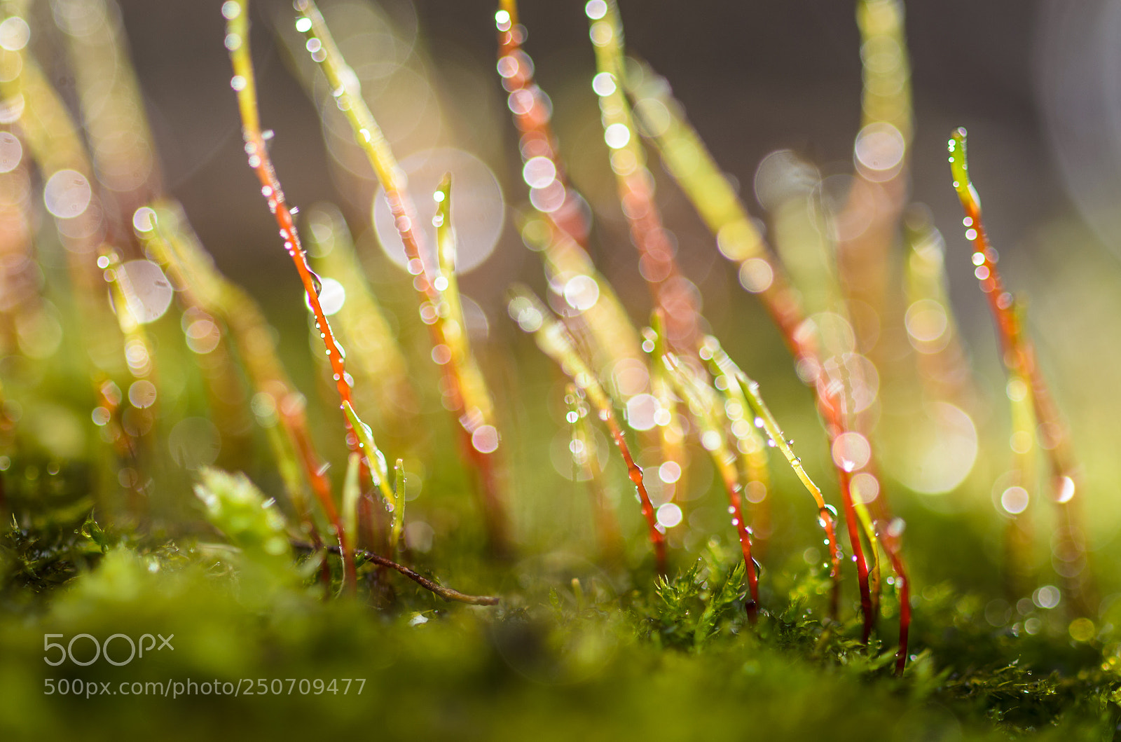 Nikon D5100 sample photo. Bokeh party photography