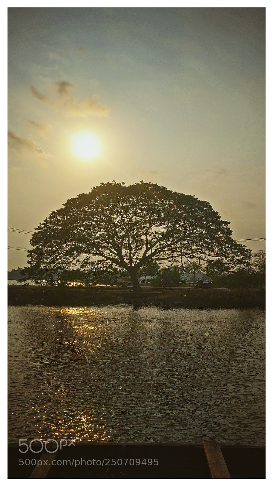 OnePlus A3003 sample photo. Tree photography