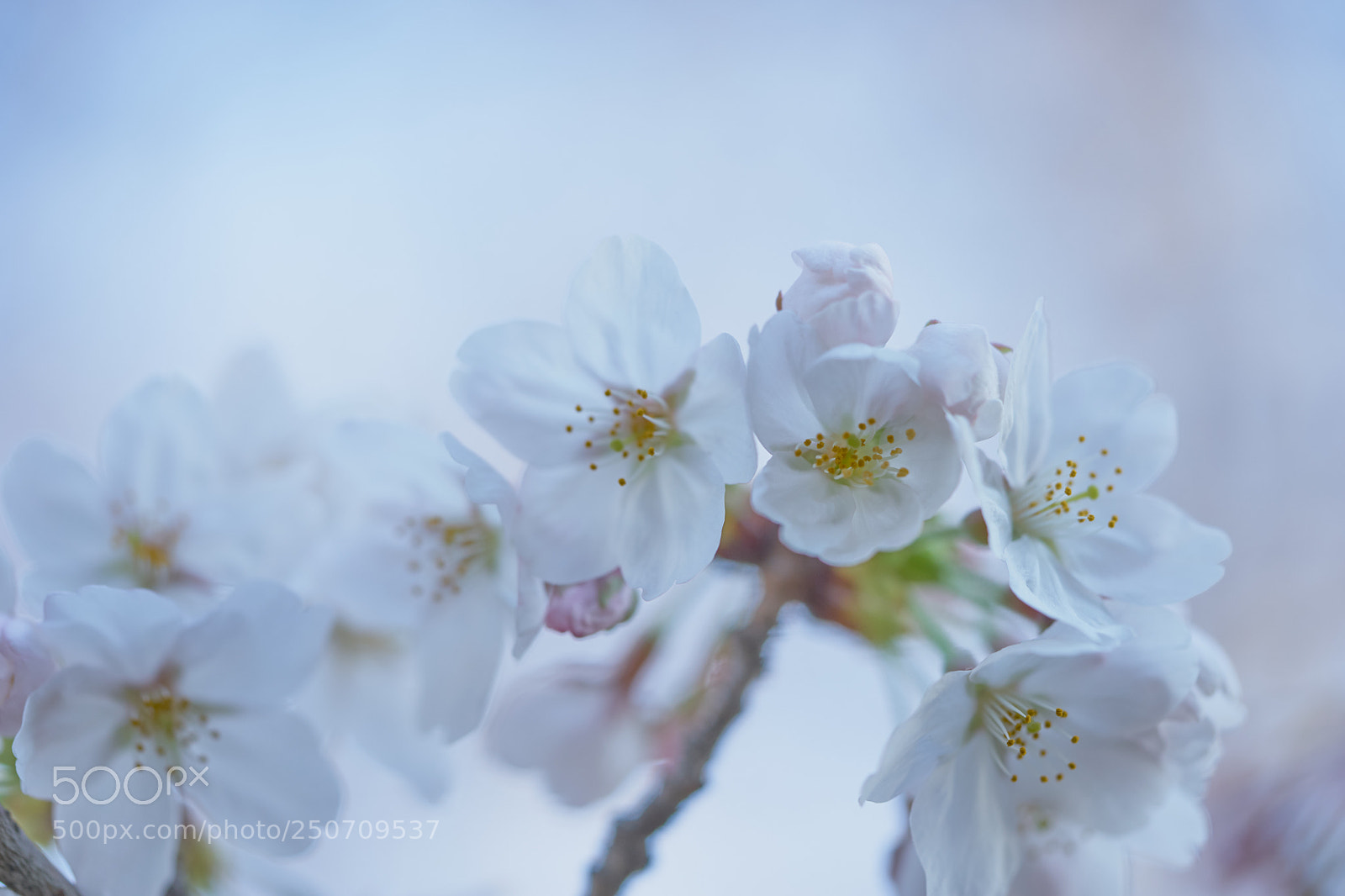 Sony a7 sample photo. Flowers 6313 photography