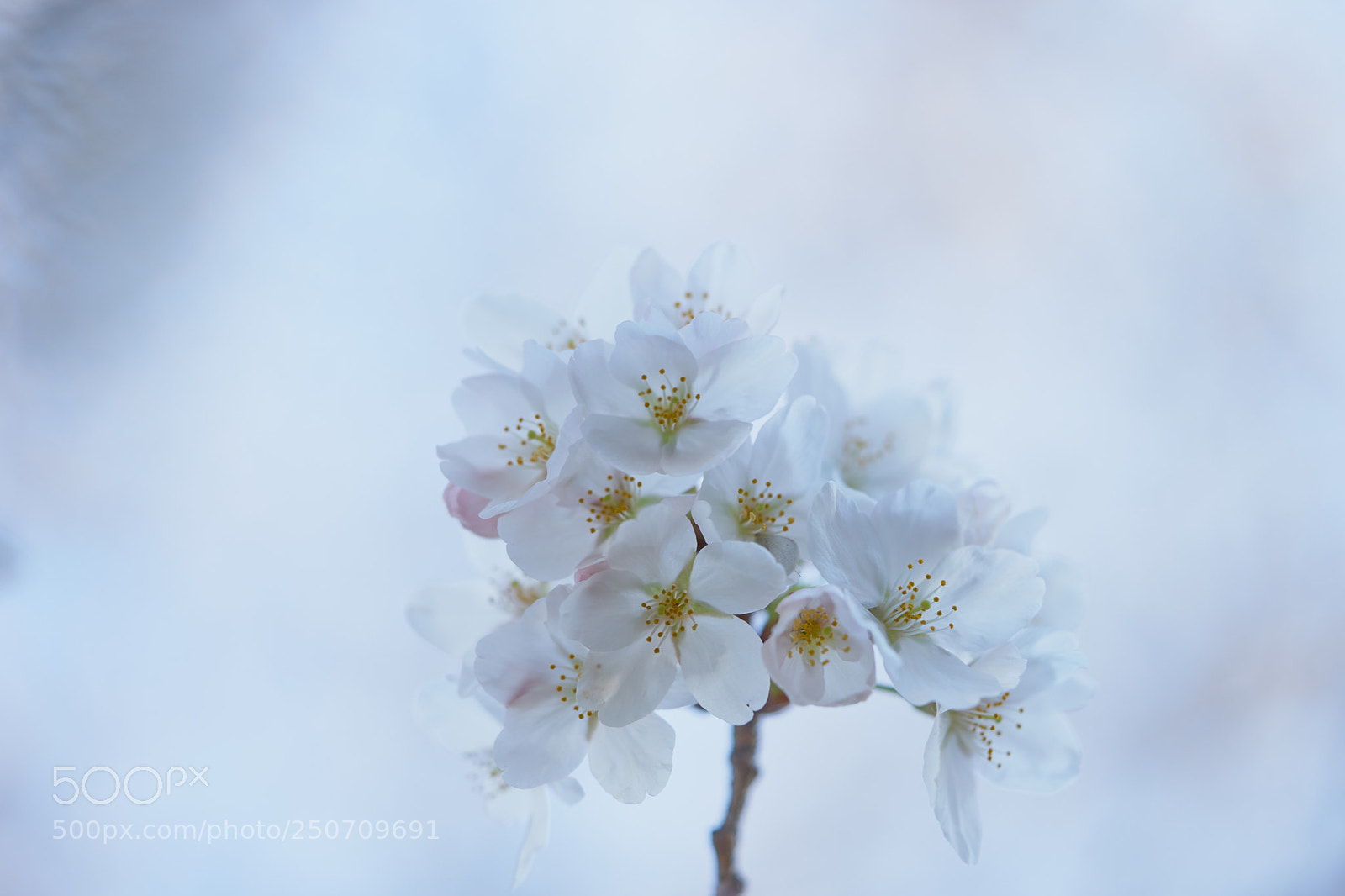Sony a7 sample photo. Flowers 6314 photography