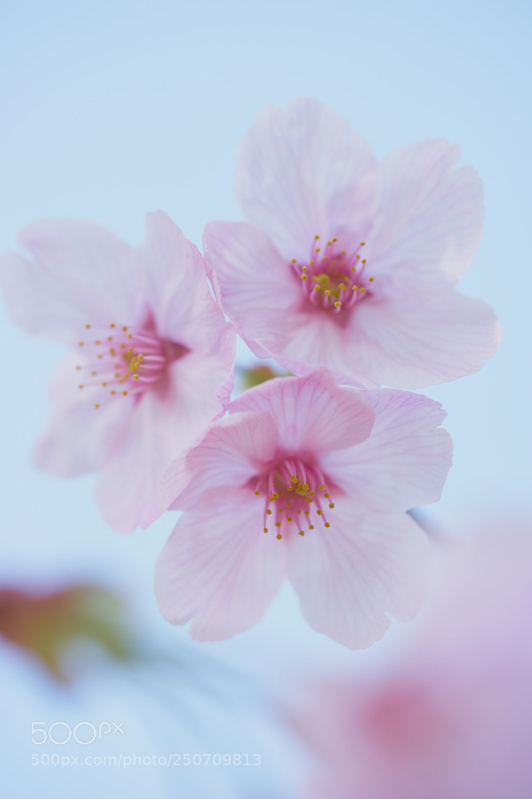 Sony a7 sample photo. Flowers 6315 photography