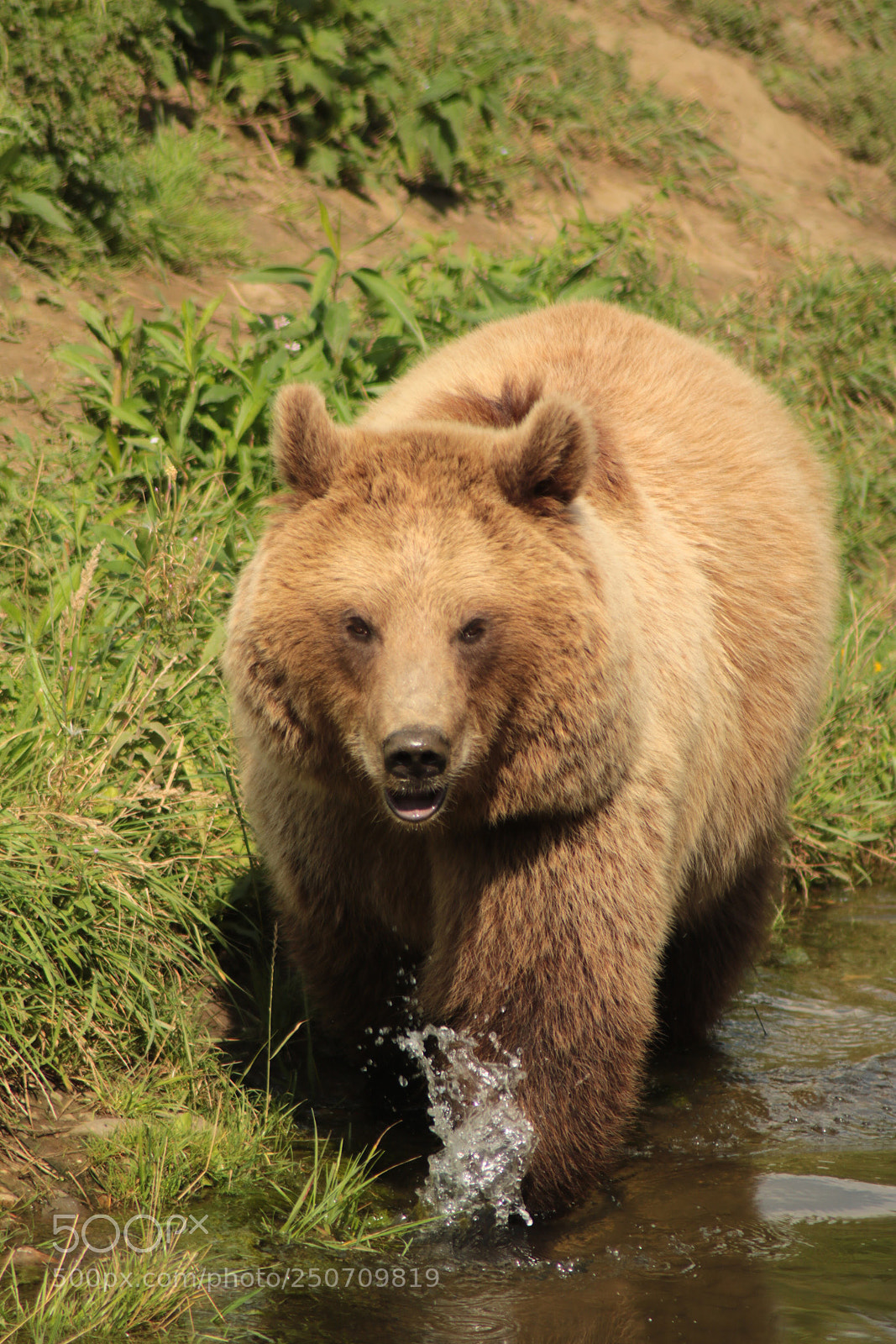 Canon EOS 760D (EOS Rebel T6s / EOS 8000D) sample photo. Bear in the river photography