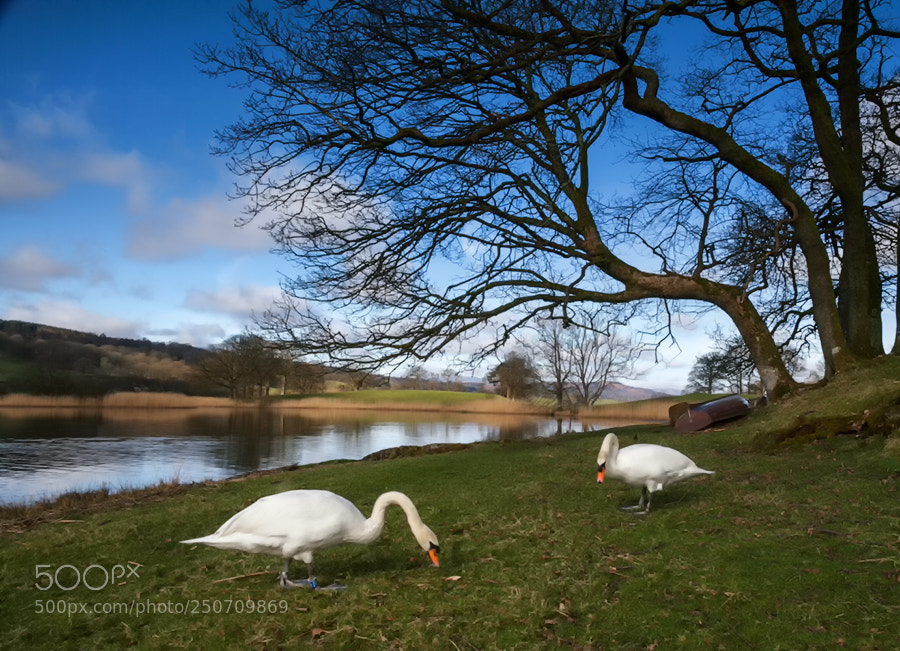 Canon EOS 5D Mark II sample photo. Swans photography
