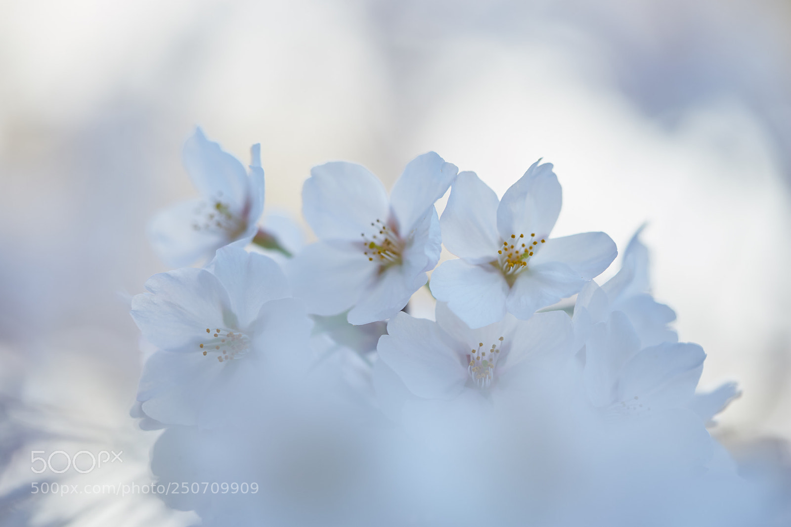 Sony a7 sample photo. Flowers 6316 photography