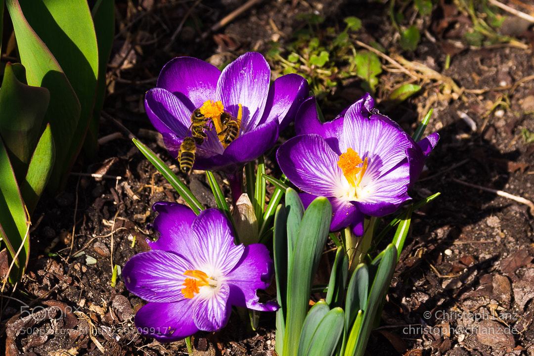 Nikon D7200 sample photo. The request photography