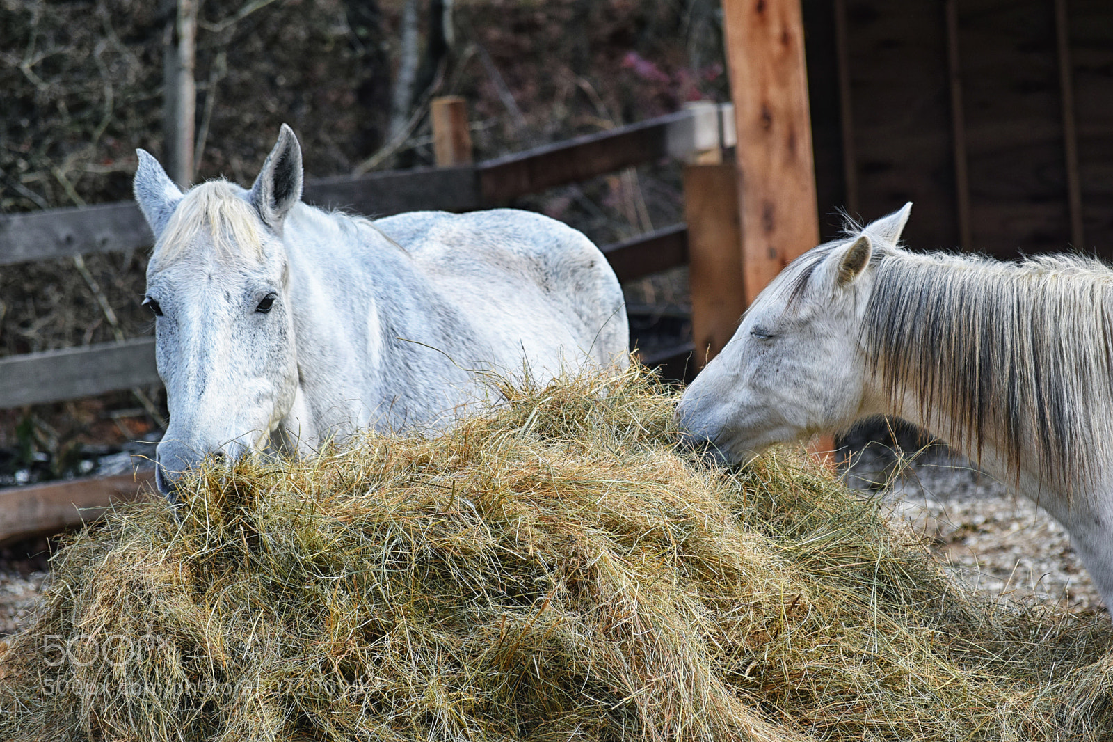 Nikon D3300 sample photo. Untitled photography