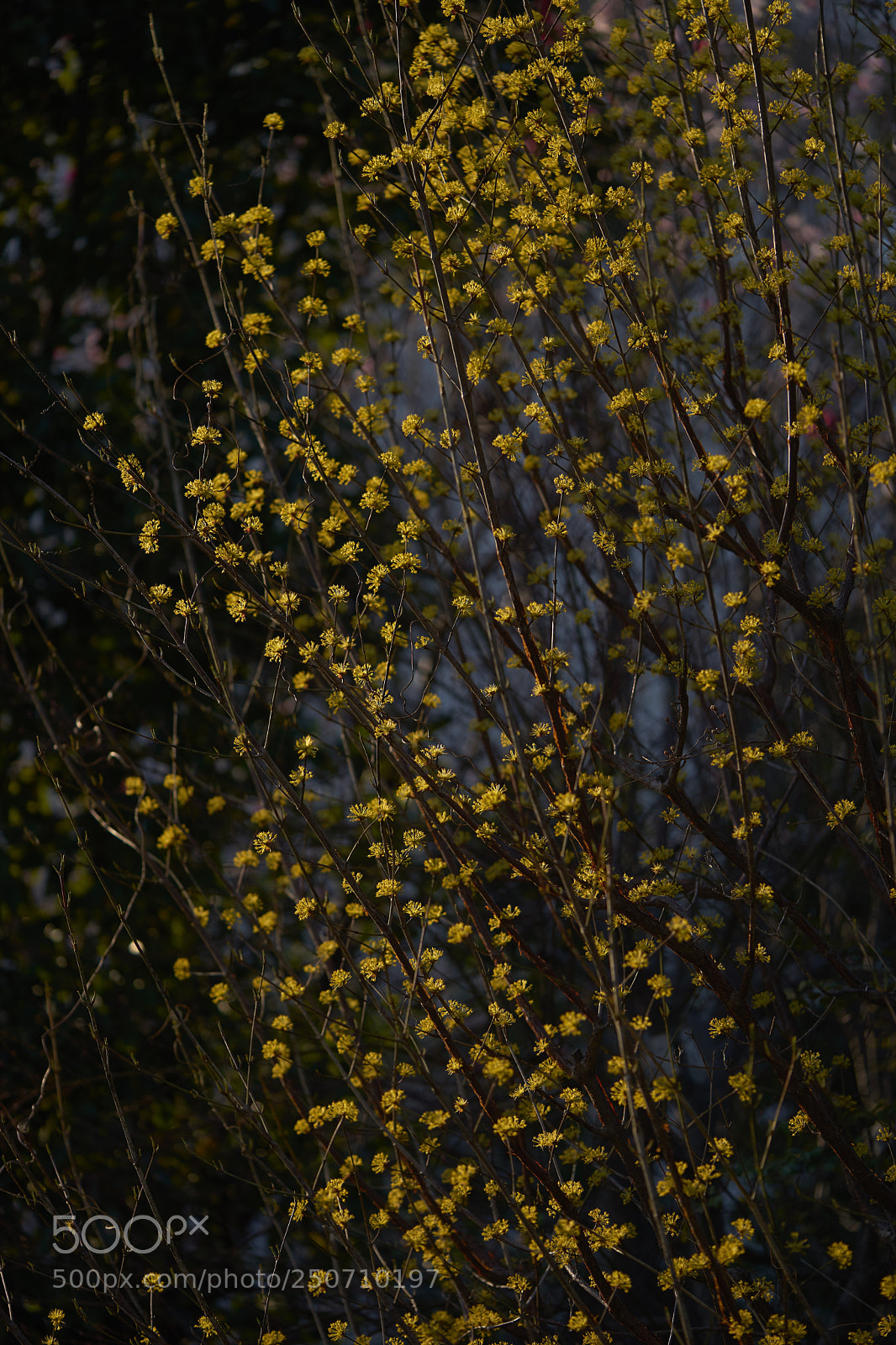 Sony a7 sample photo. Flowers 6318 photography
