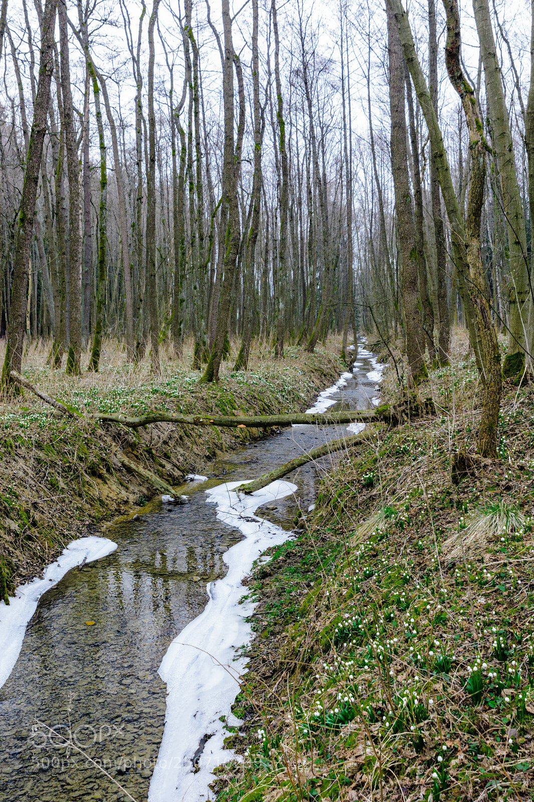 Nikon D7100 sample photo. Start of spring photography