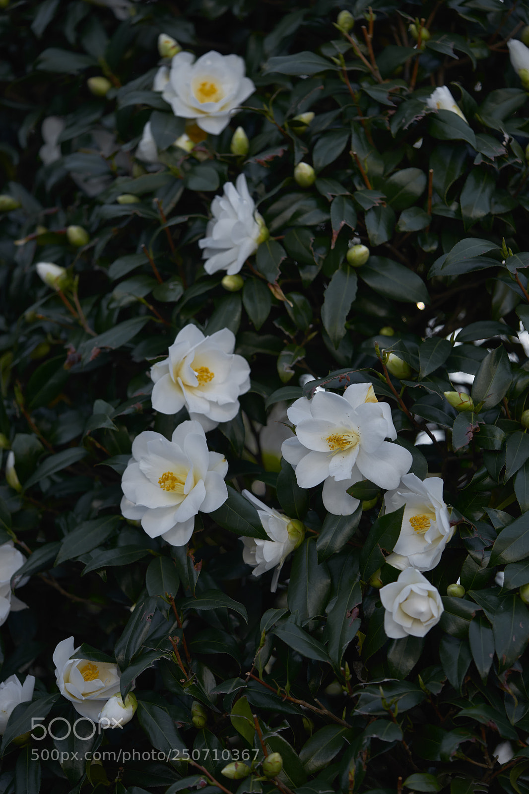 Sony a7 sample photo. Flowers 6319 photography