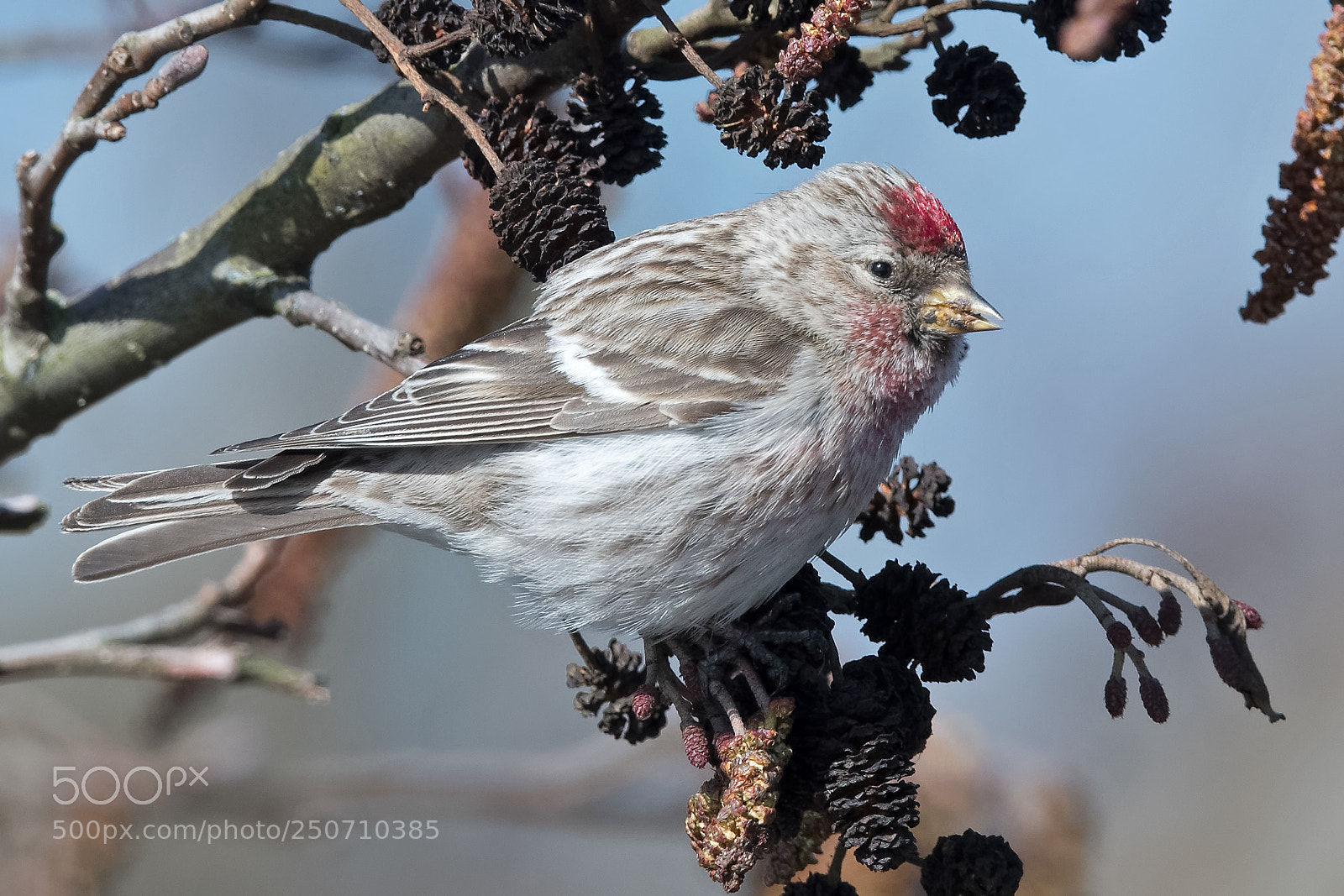 Nikon D500 sample photo. Redpoll photography