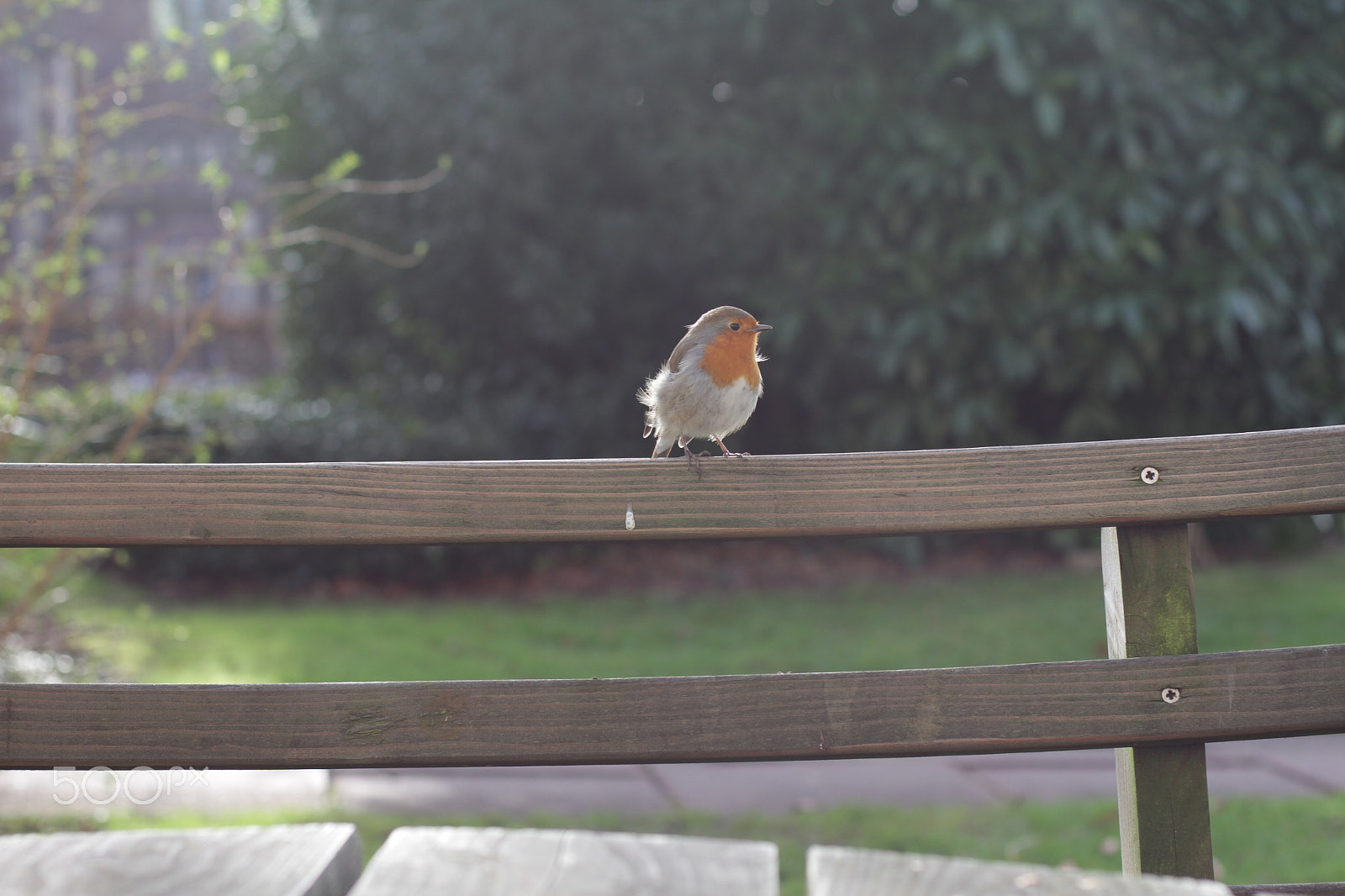 Canon EOS 7D + Canon EF 50mm F1.8 STM sample photo. Perched photography