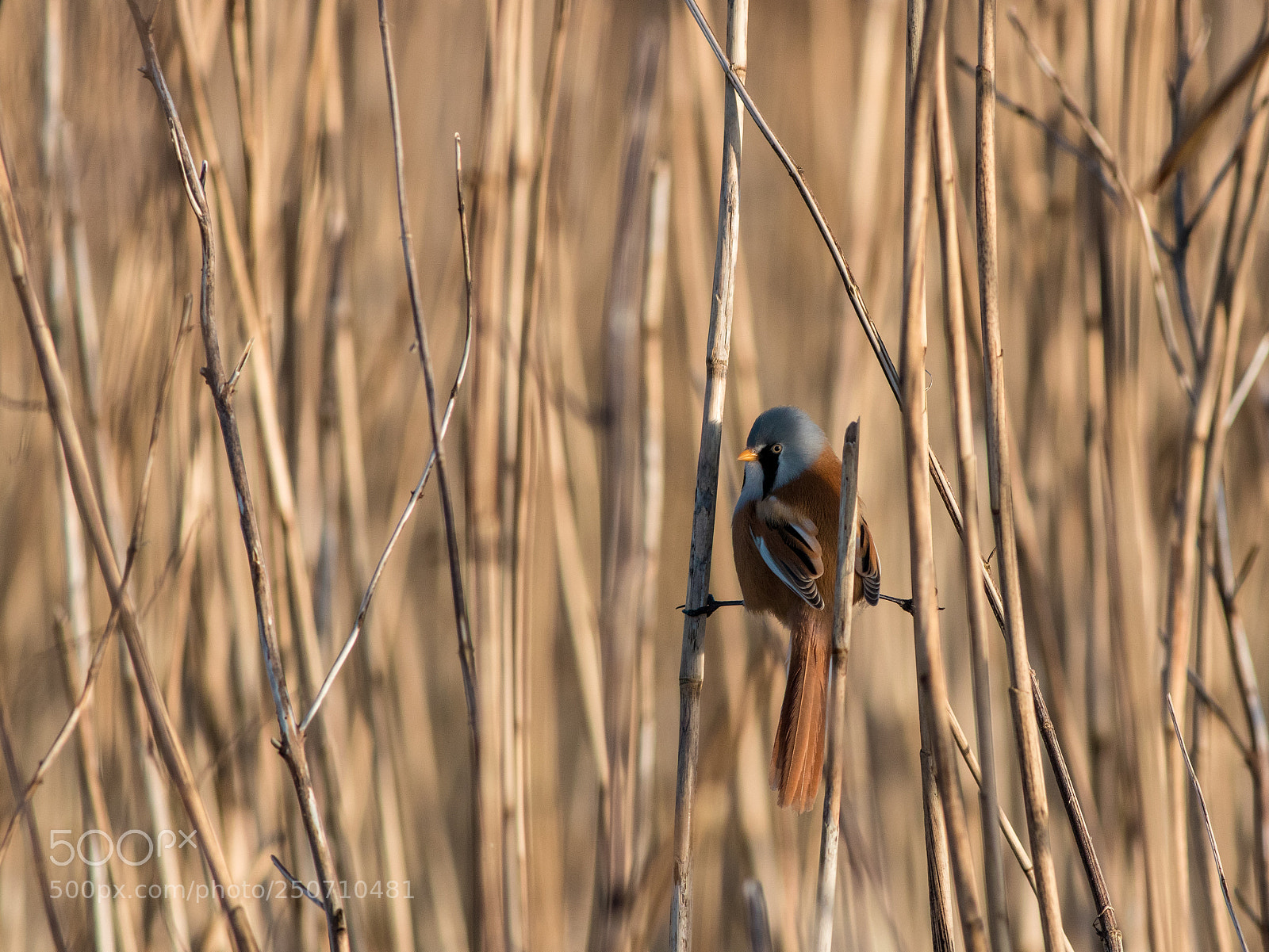 Canon EOS 80D sample photo. Bearded tit.  "panurus biarmicus" photography