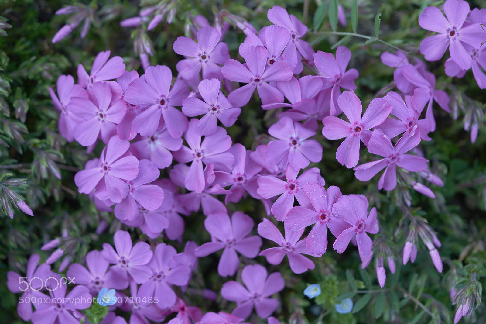 Sony a7 sample photo. Flowers 6320 photography