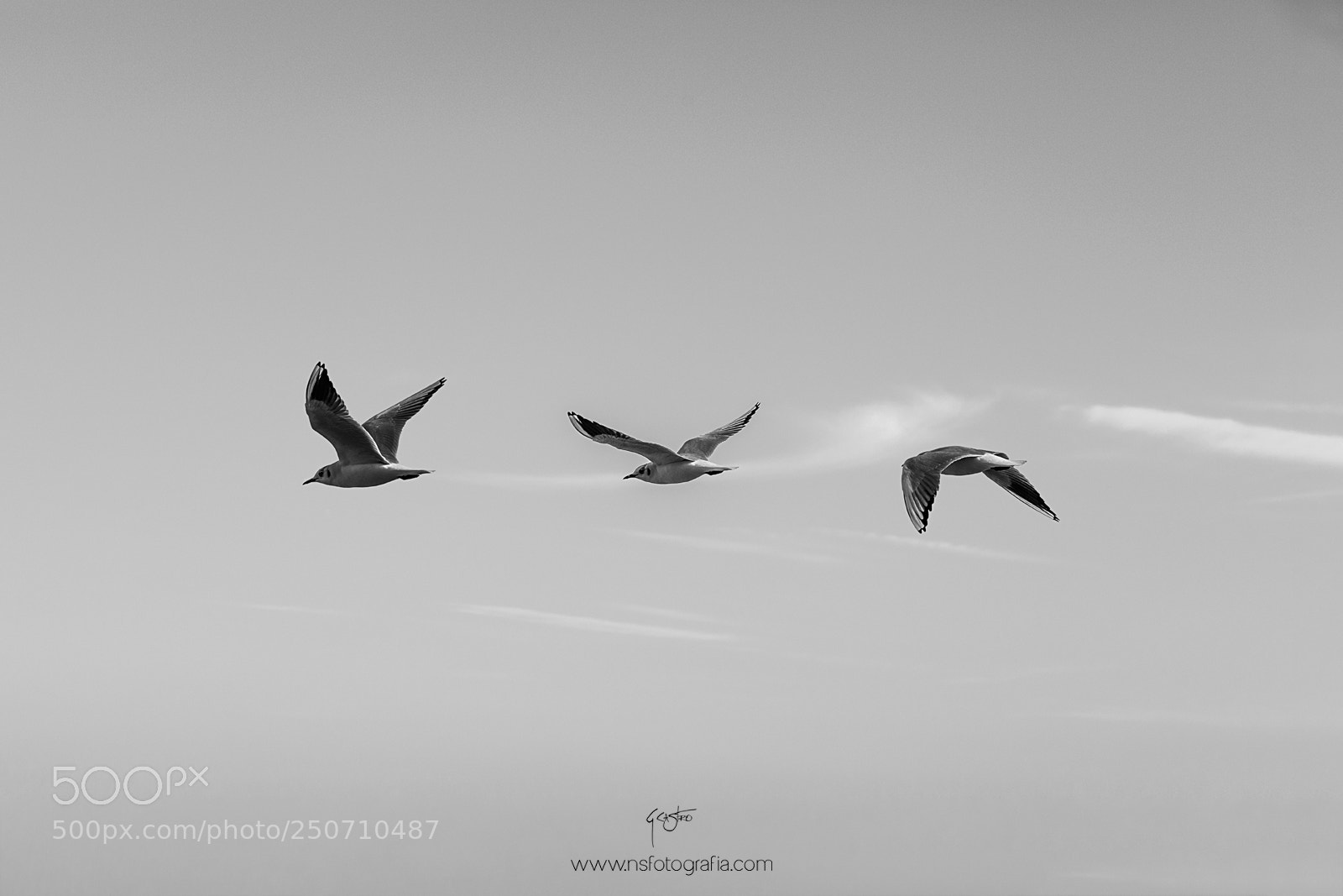 Canon EOS 5D Mark IV sample photo. Seagull photography