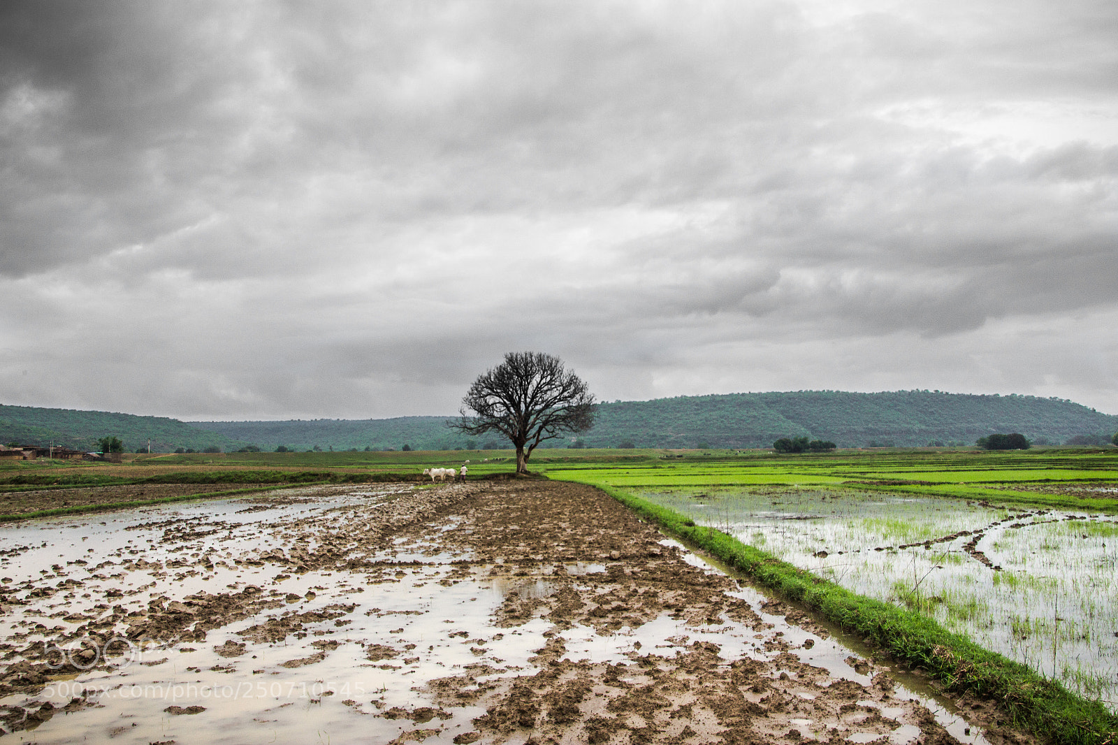 Canon EOS 600D (Rebel EOS T3i / EOS Kiss X5) sample photo. Unsung hero's of motherland... photography