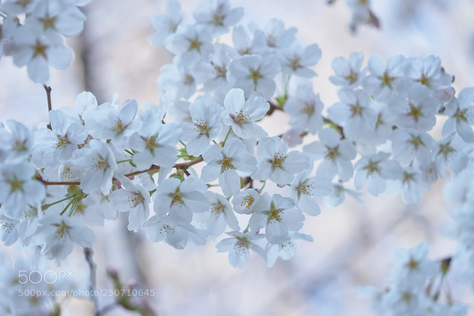 Sony a7 sample photo. Flowers 6321 photography