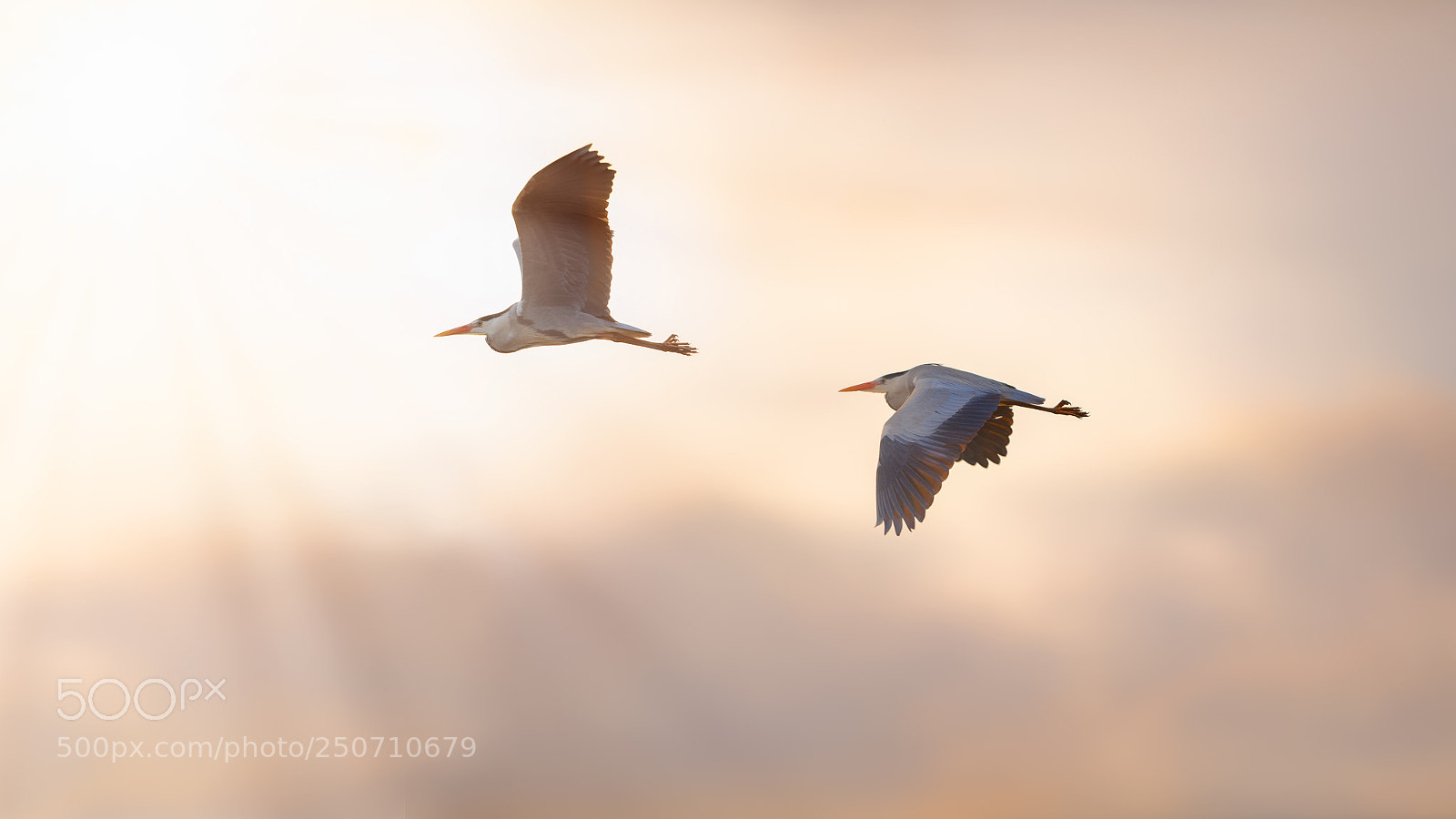 Nikon D850 sample photo. 'similar herons' photography