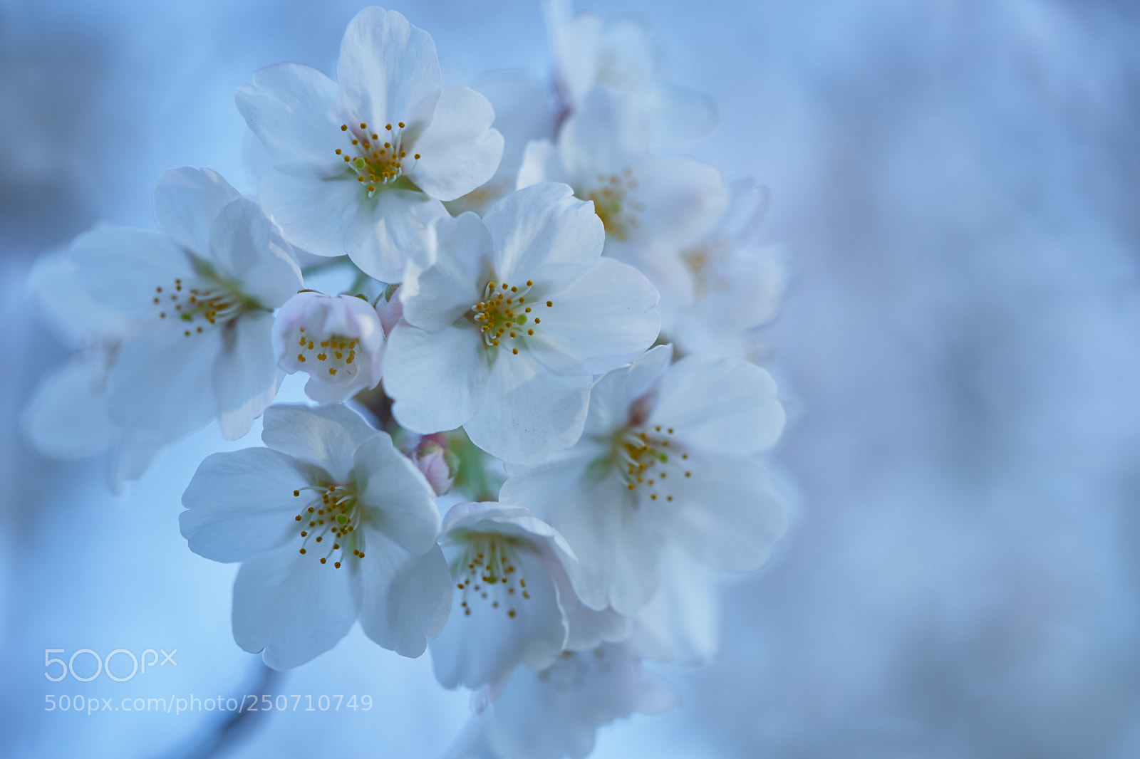 Sony a7 sample photo. Flowers 6322 photography