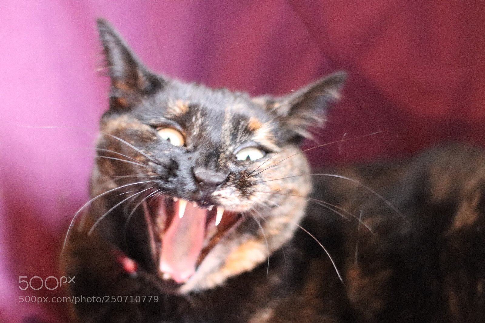 Canon EOS 200D (EOS Rebel SL2 / EOS Kiss X9) sample photo. Wild cat photography
