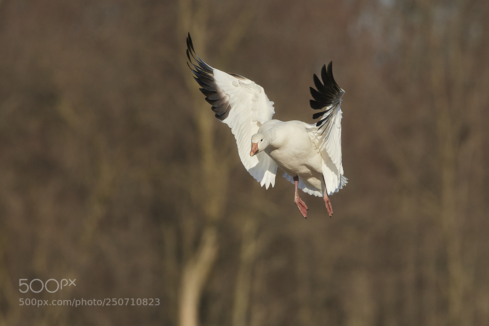 Nikon D500 sample photo. Snow goose photography