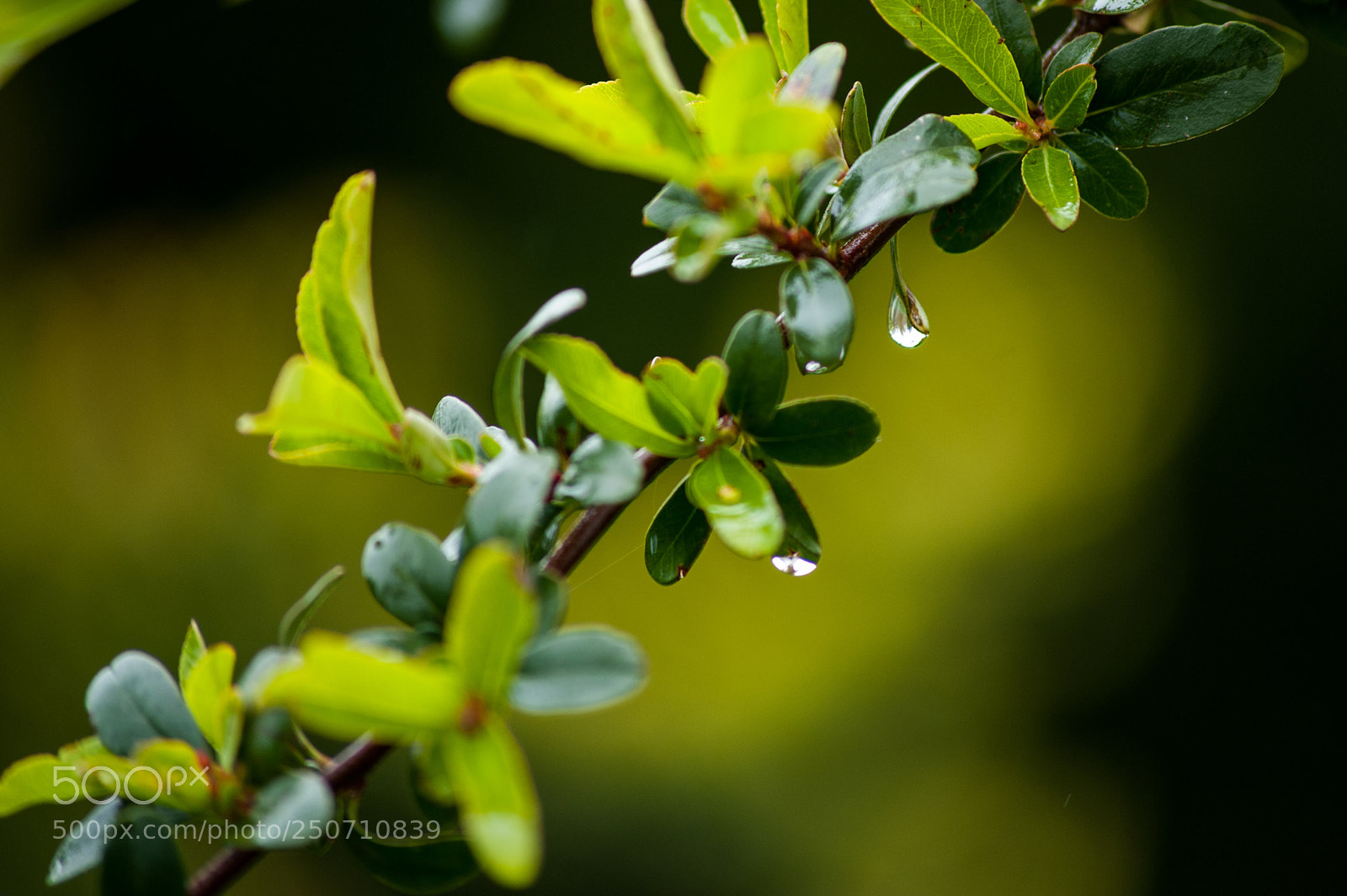 Nikon D700 sample photo. Droplets photography