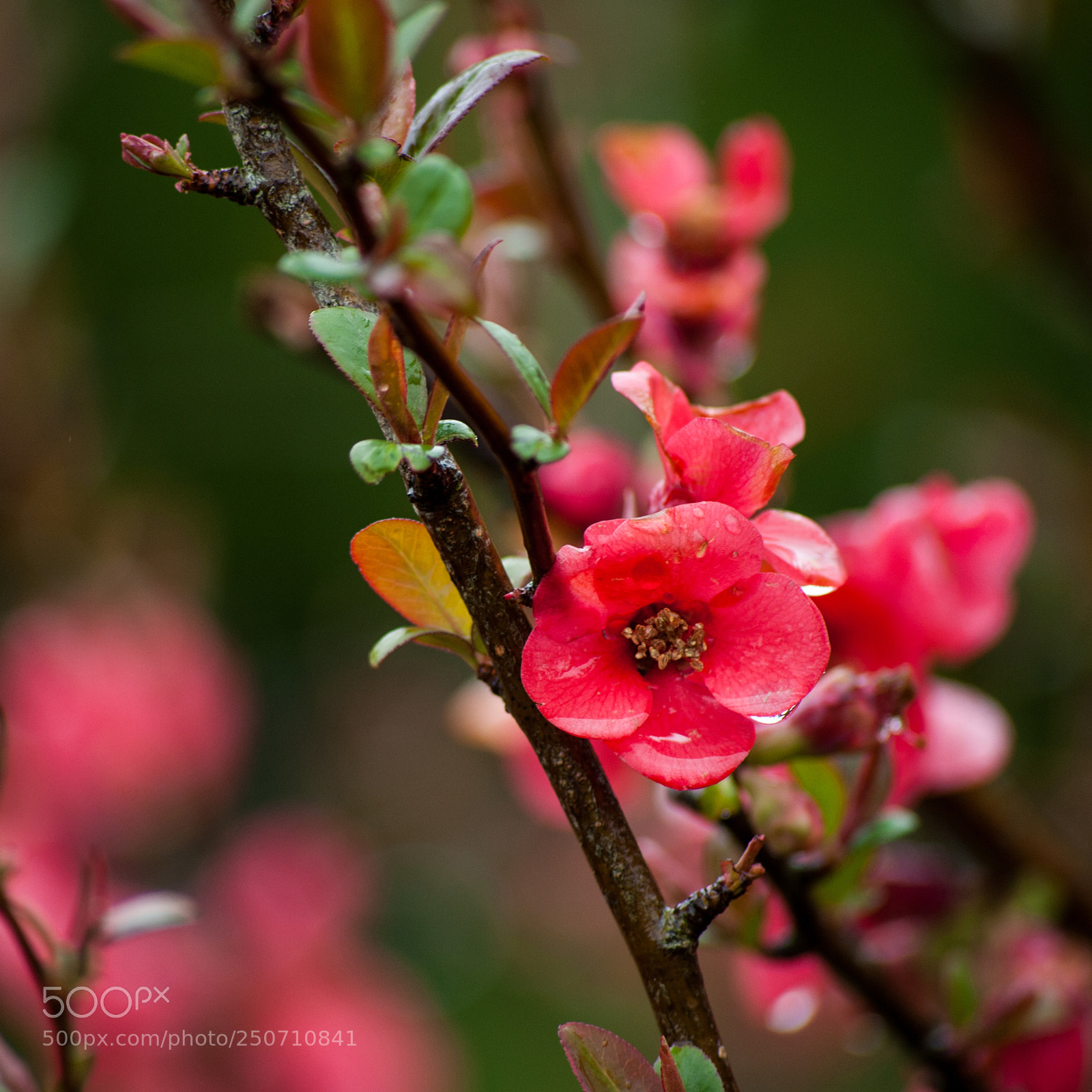 Nikon D700 sample photo. Pink flower photography