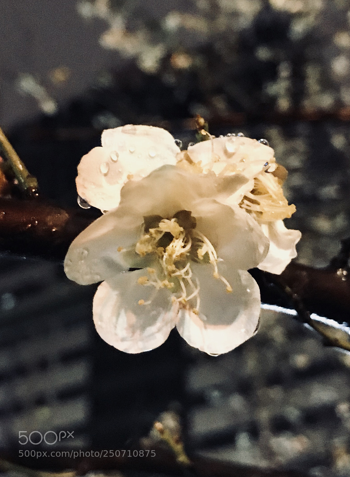 Apple iPhone 7 sample photo. Untitled photography