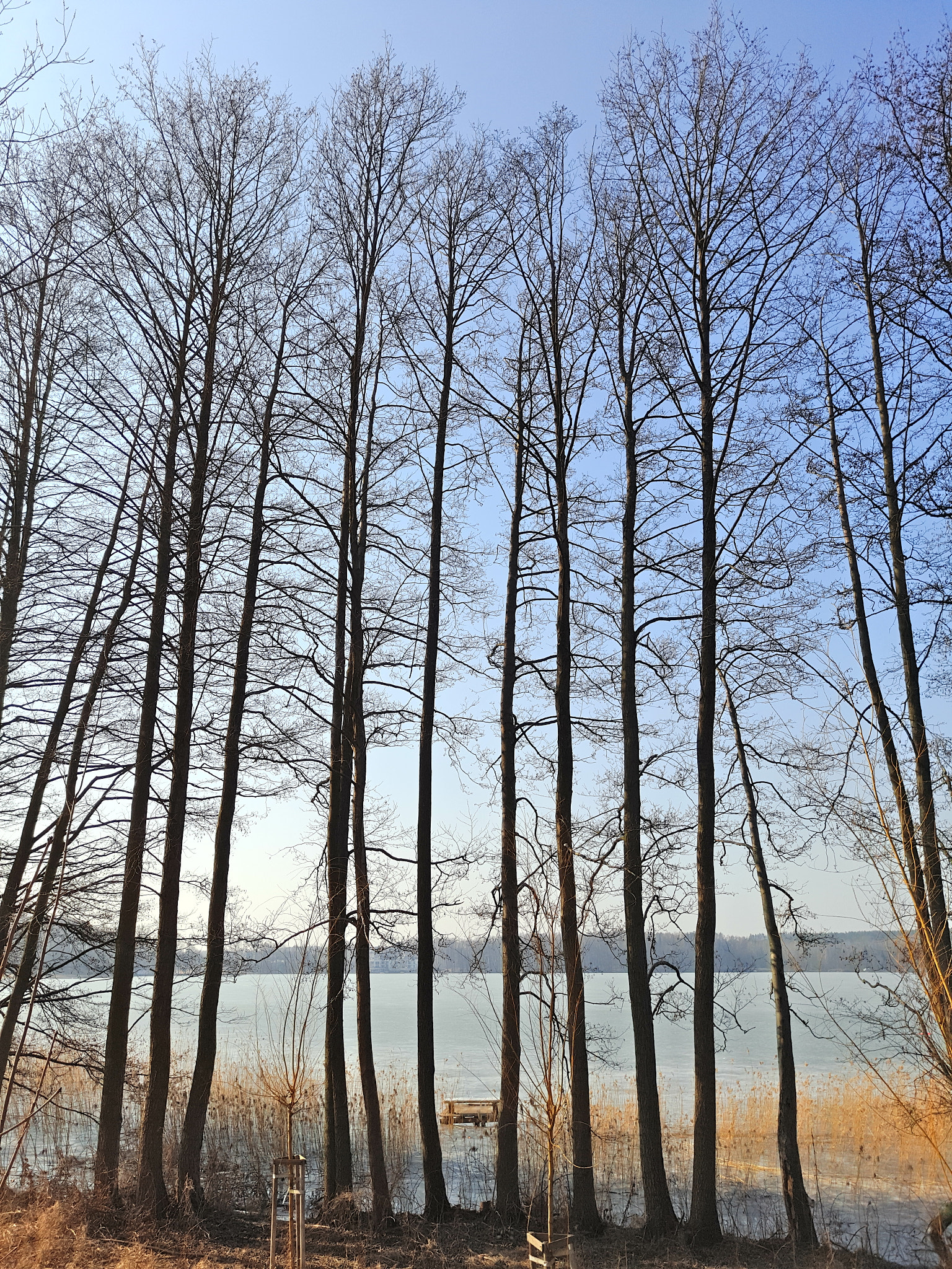 Meizu PRO 5 sample photo