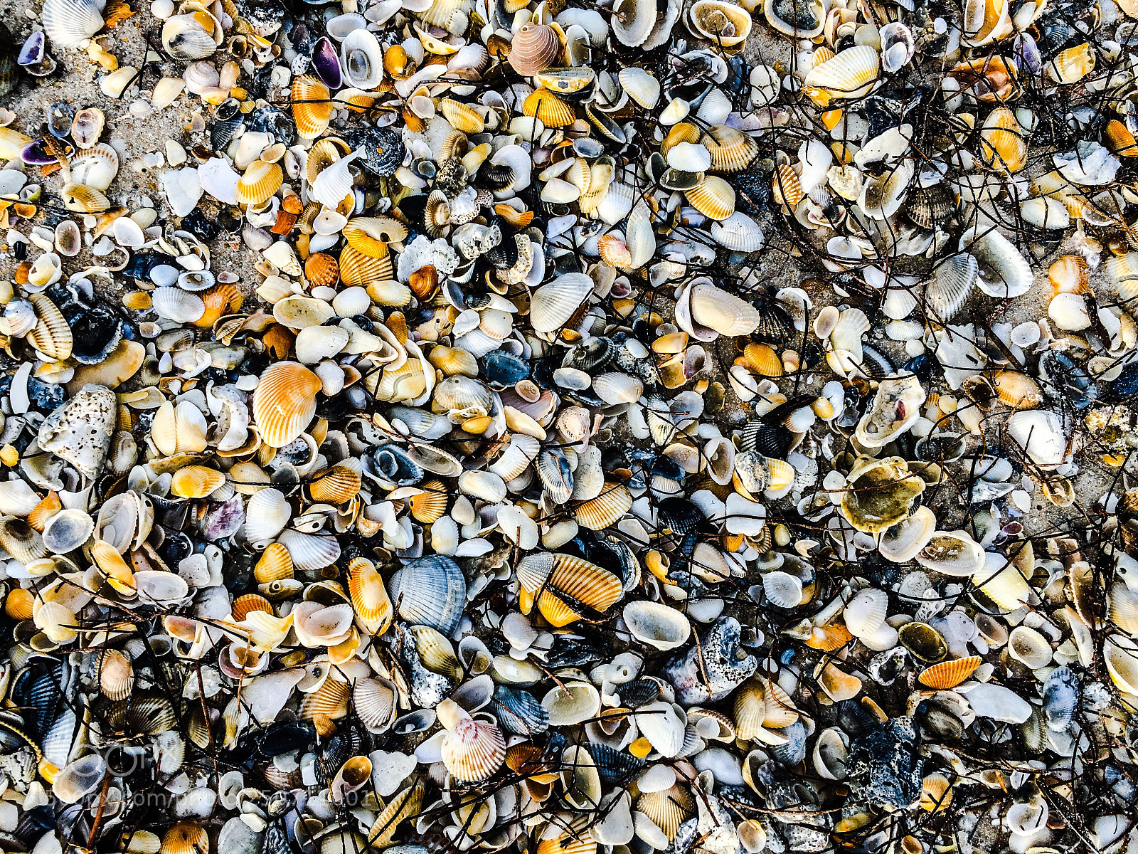 Apple iPhone 6s sample photo. Seashell galore on little photography