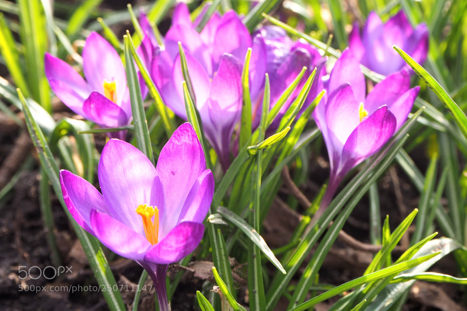 Olympus OM-D E-M10 II sample photo. Spring feelings photography