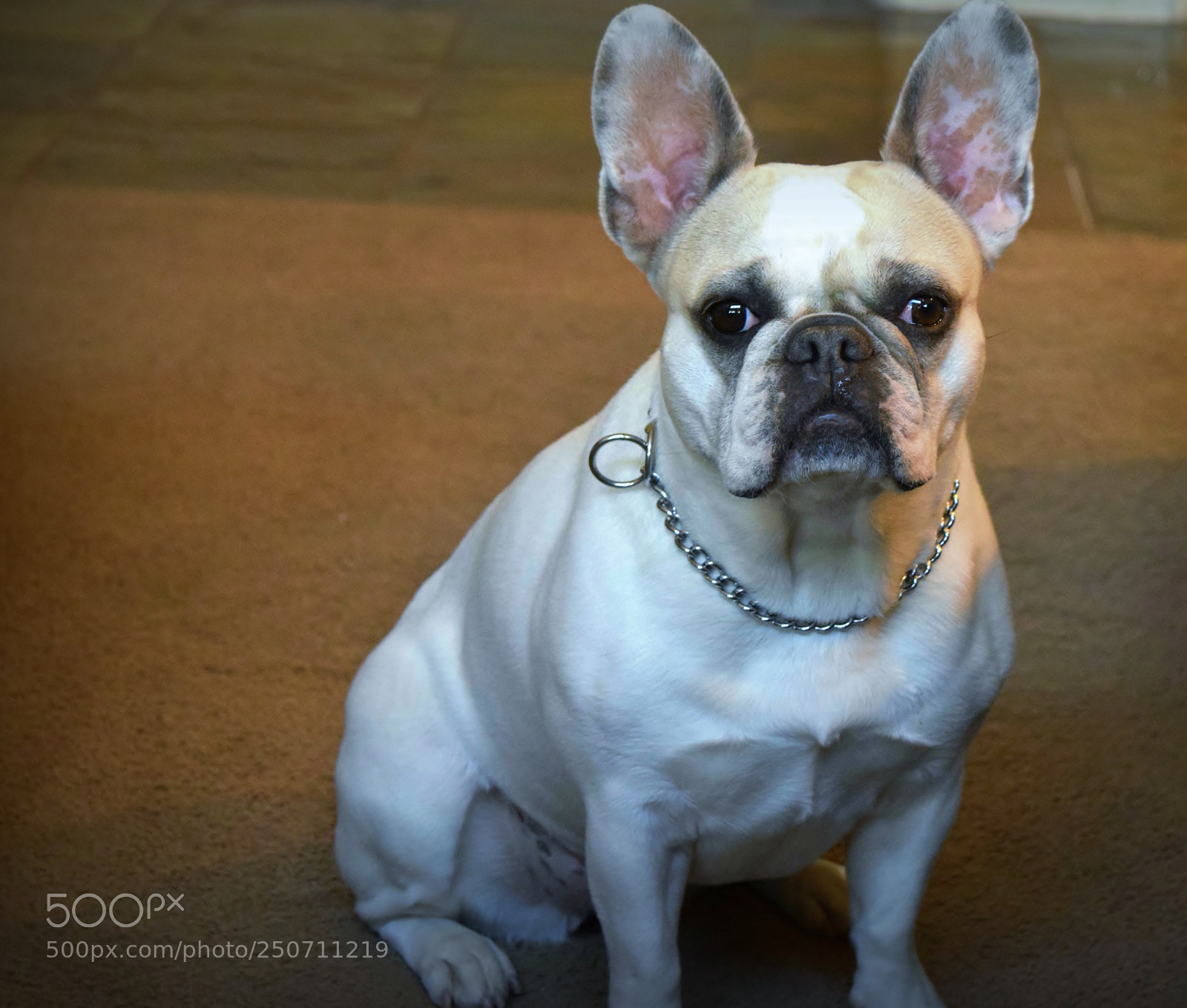 Nikon D5300 sample photo. Bella... photography