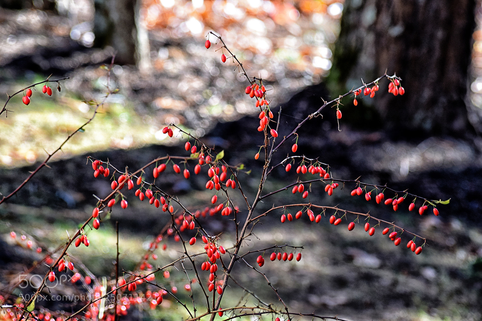 Nikon D3300 sample photo. Untitled photography