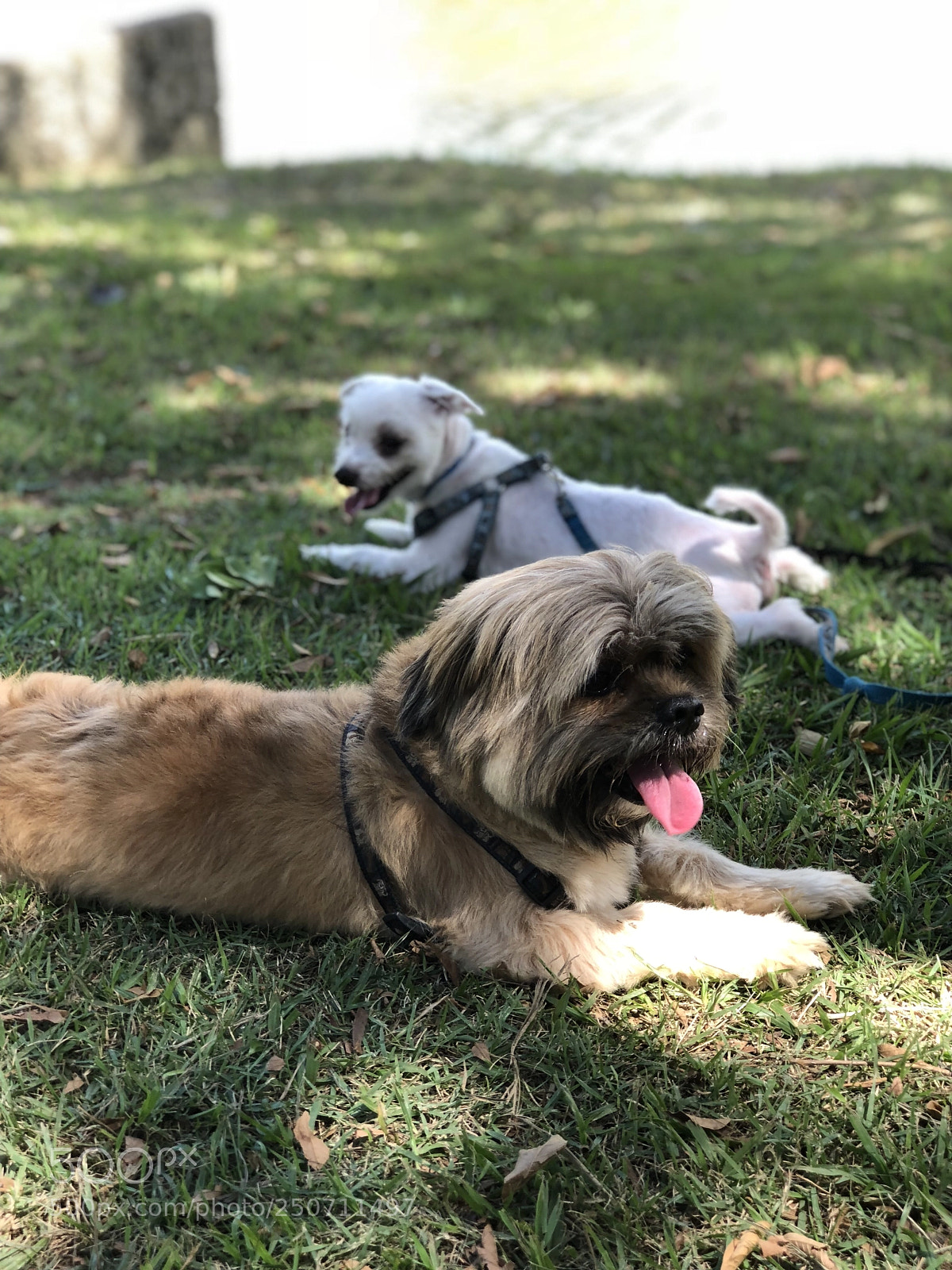 Apple iPhone 8 Plus sample photo. Dogz!! photography
