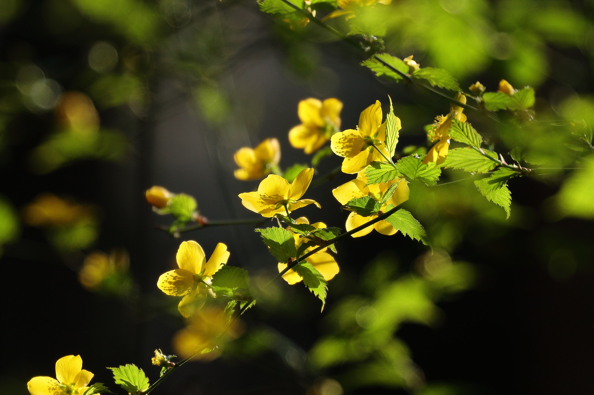 Canon EOS 7D Mark II sample photo. Yellow flowers 7i2a3210 photography