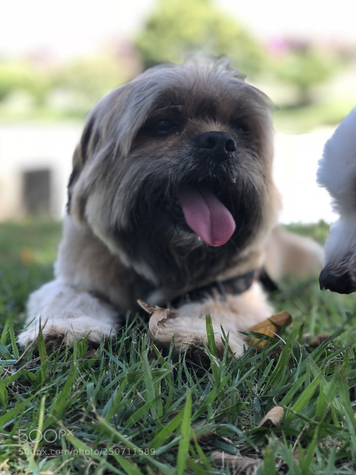 Apple iPhone 8 Plus sample photo. Lhasa apso- bello photography