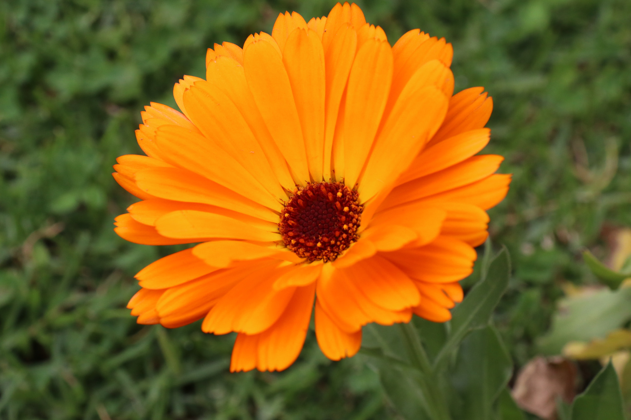 Canon EF-S 18-200mm F3.5-5.6 IS sample photo. Flowers photography
