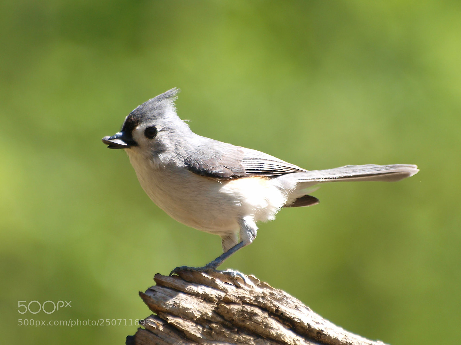 Olympus E-520 (EVOLT E-520) sample photo. Tufted titmouse photography