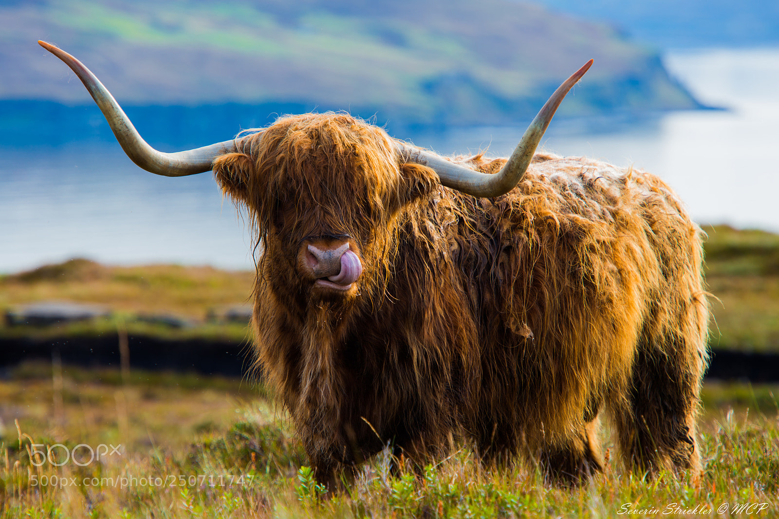 Nikon D800 sample photo. Highland cow photography