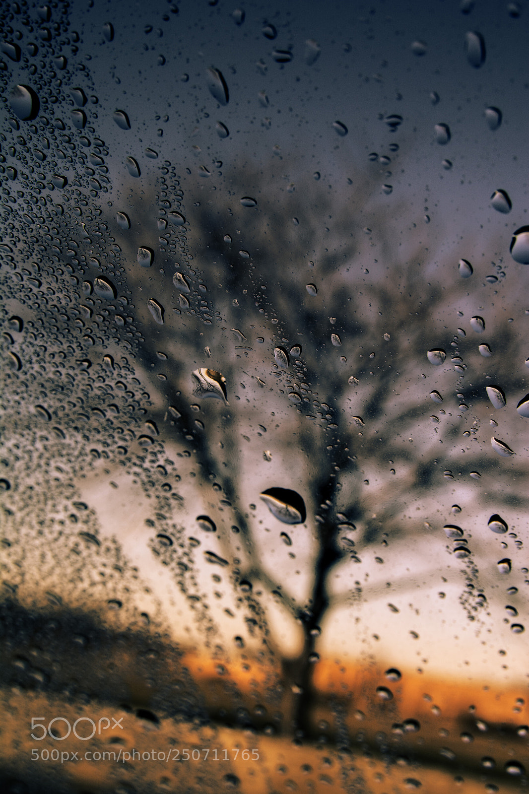 Nikon D7100 sample photo. The tree photography