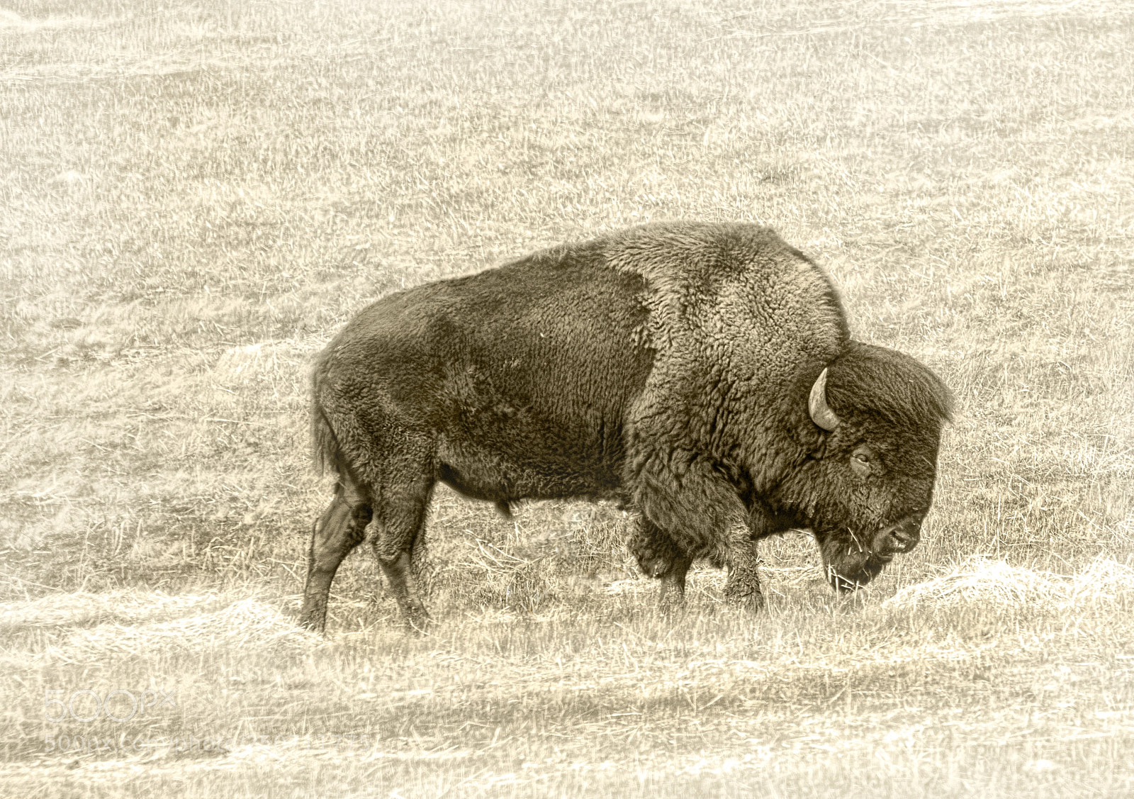Nikon D800 sample photo. American bison photography