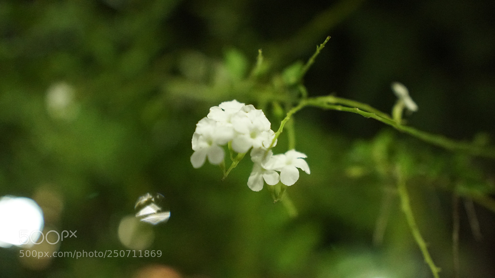 Sony a6300 sample photo. Flowers photography