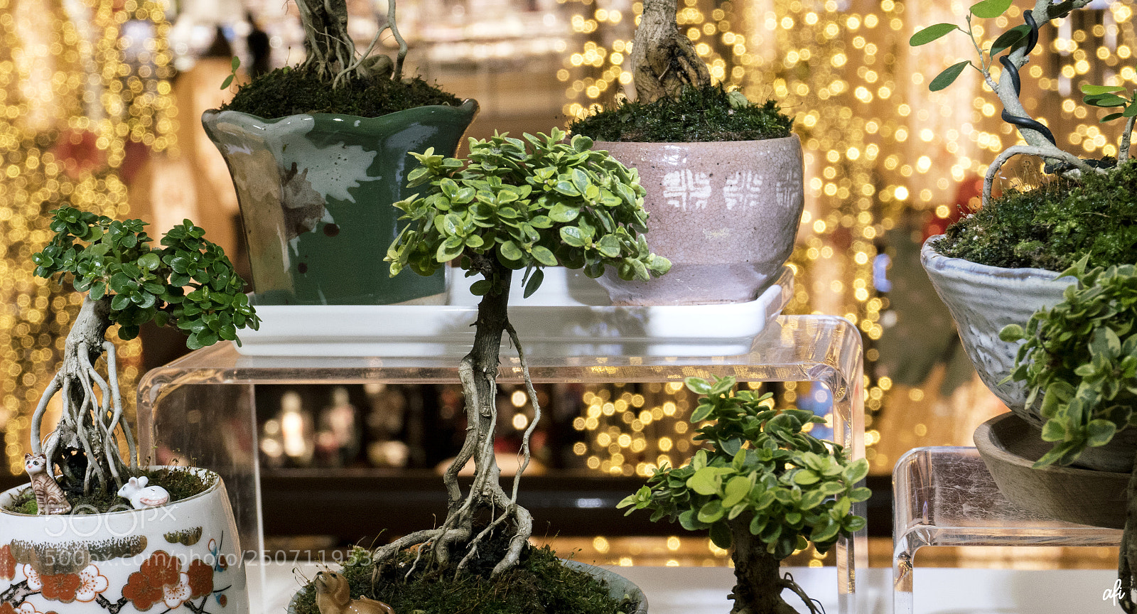 Sony a6300 sample photo. Little big tree photography
