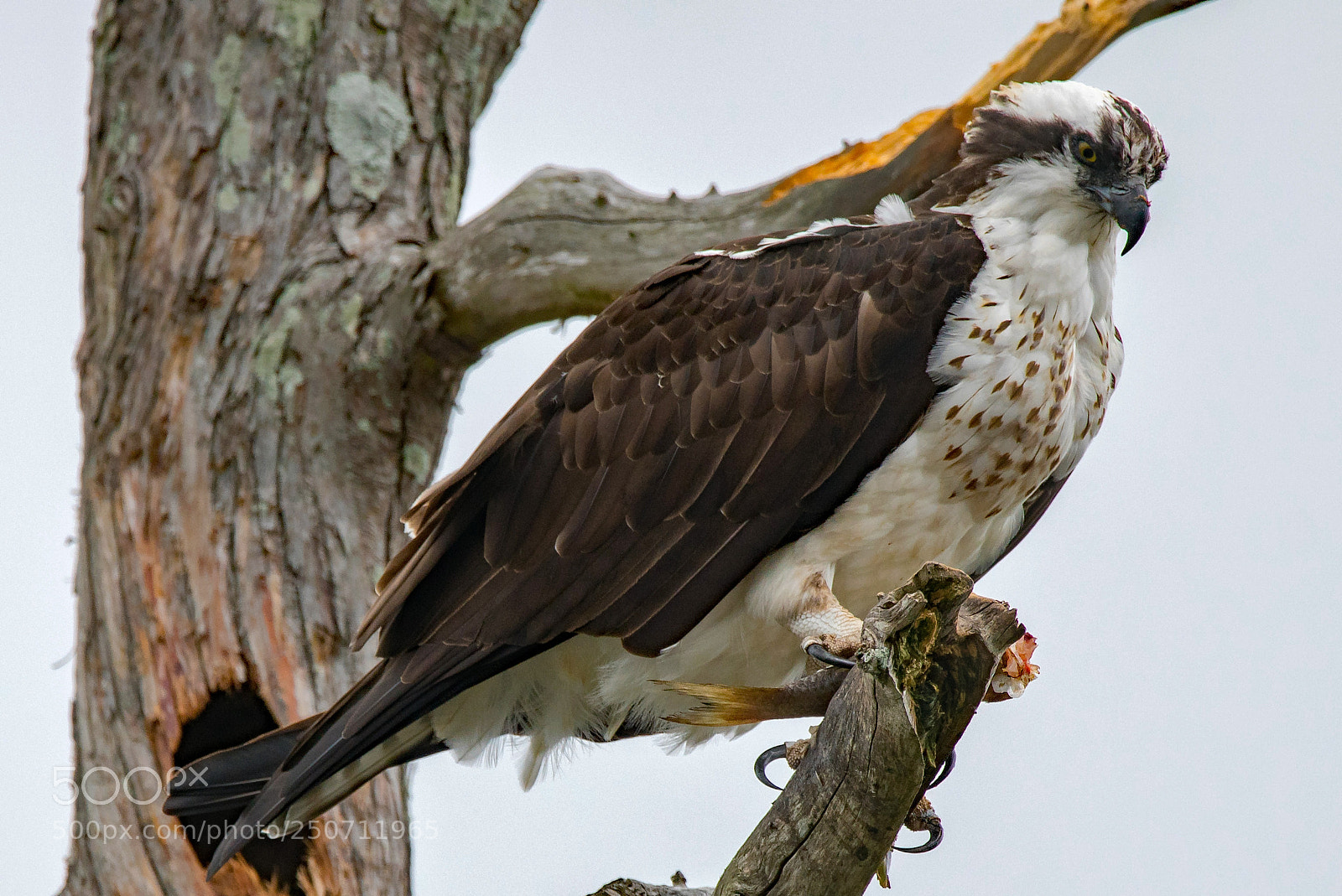 Sony a7R II sample photo. Osprey having lunch photography