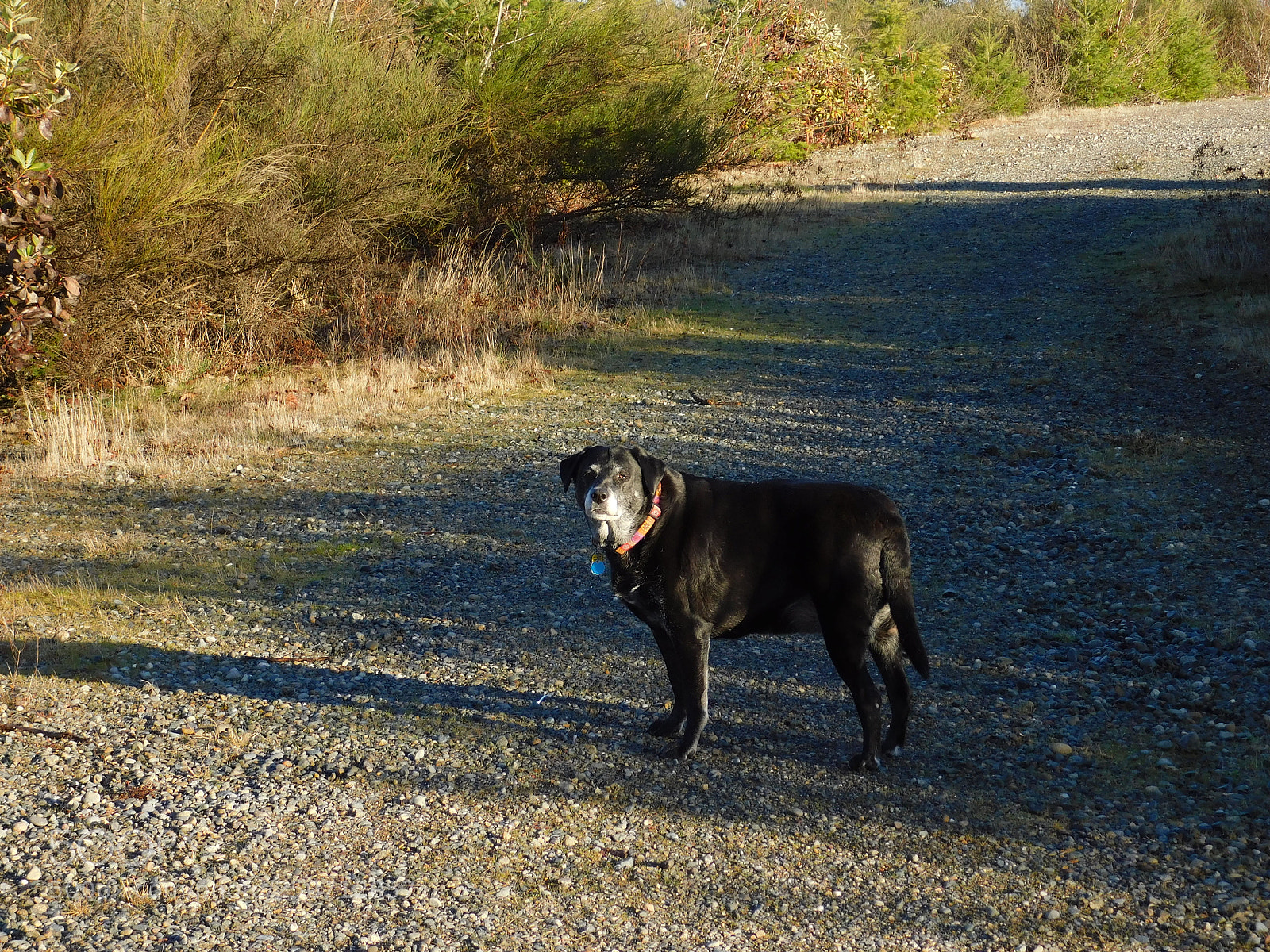 Nikon Coolpix B500 sample photo. Morning walk in shadows photography