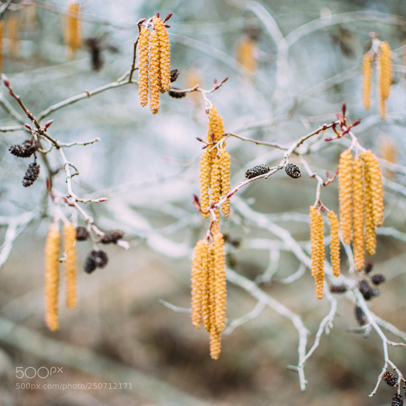 Nikon D3300 sample photo. Hazelnut catkins photography