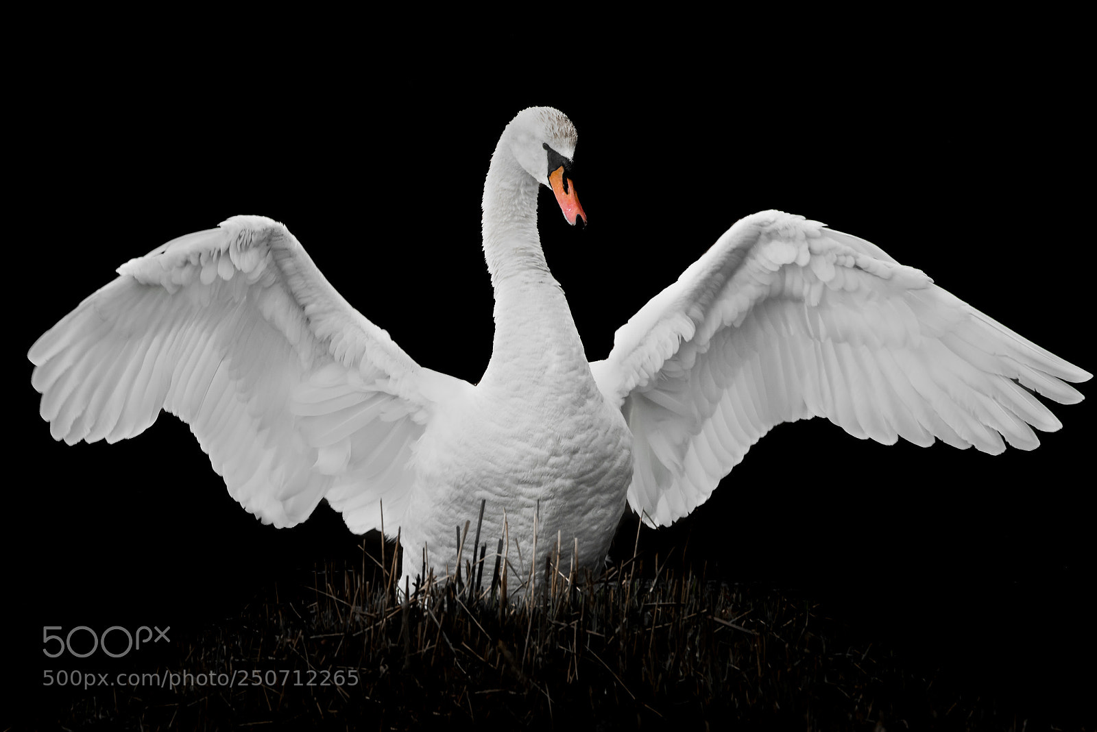 Nikon D810 sample photo. Mute swan photography