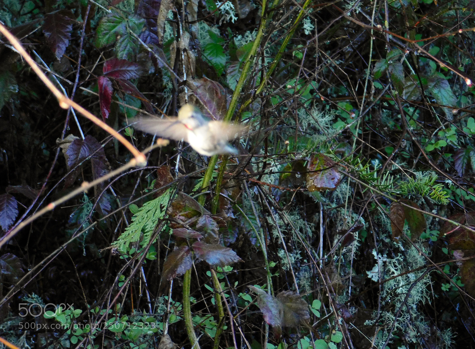Nikon Coolpix B500 sample photo. Hummingbird photography